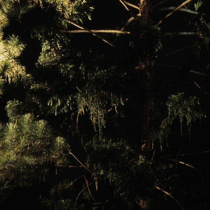 botanics_nights_001.jpg